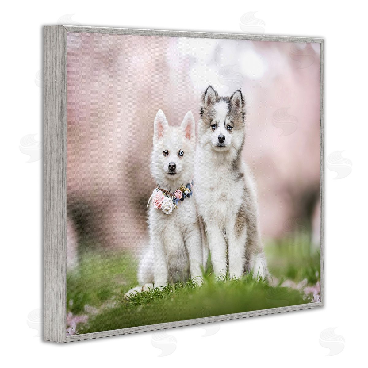 Natalie Grosse Husky Puppies in Meadow