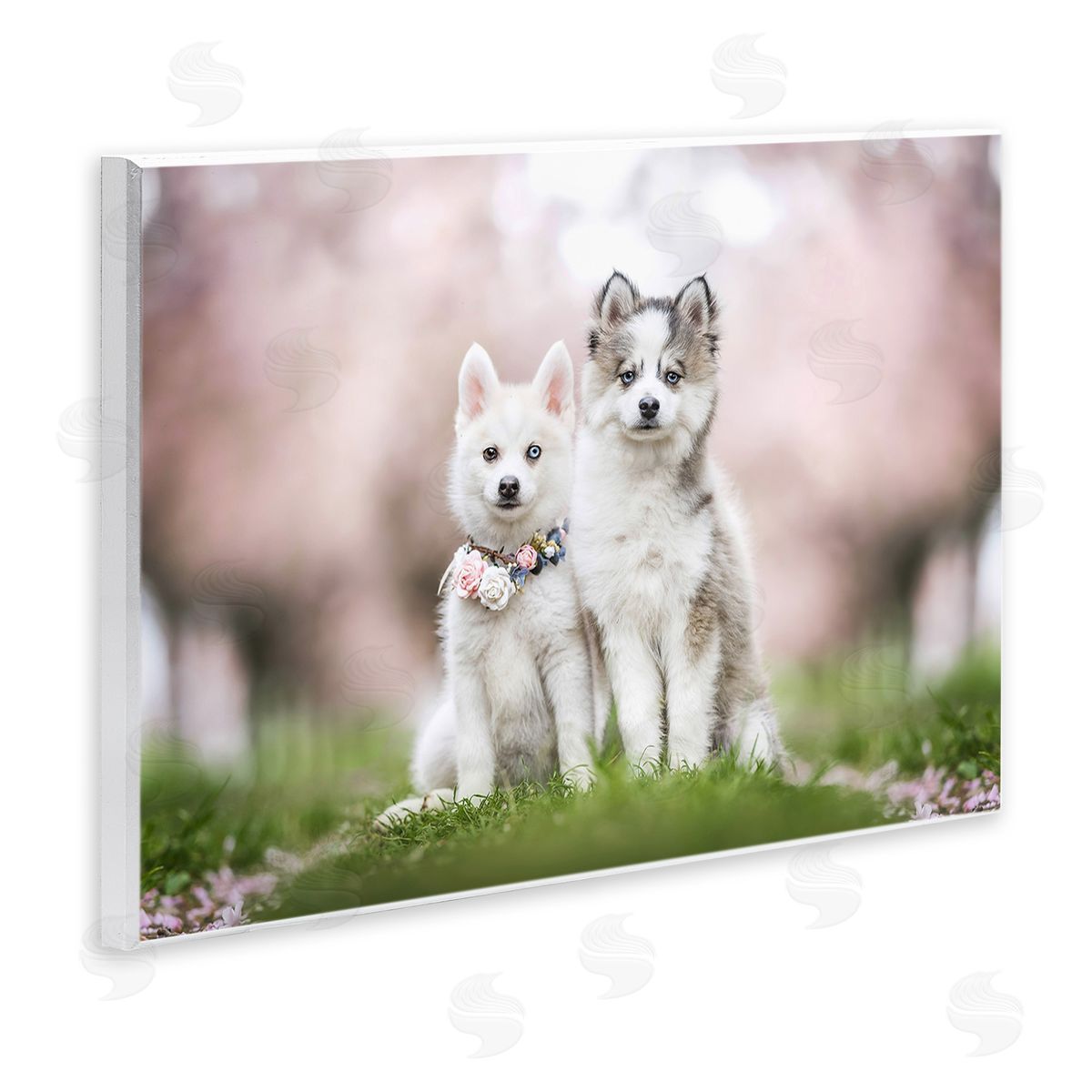 Natalie Grosse Husky Puppies in Meadow