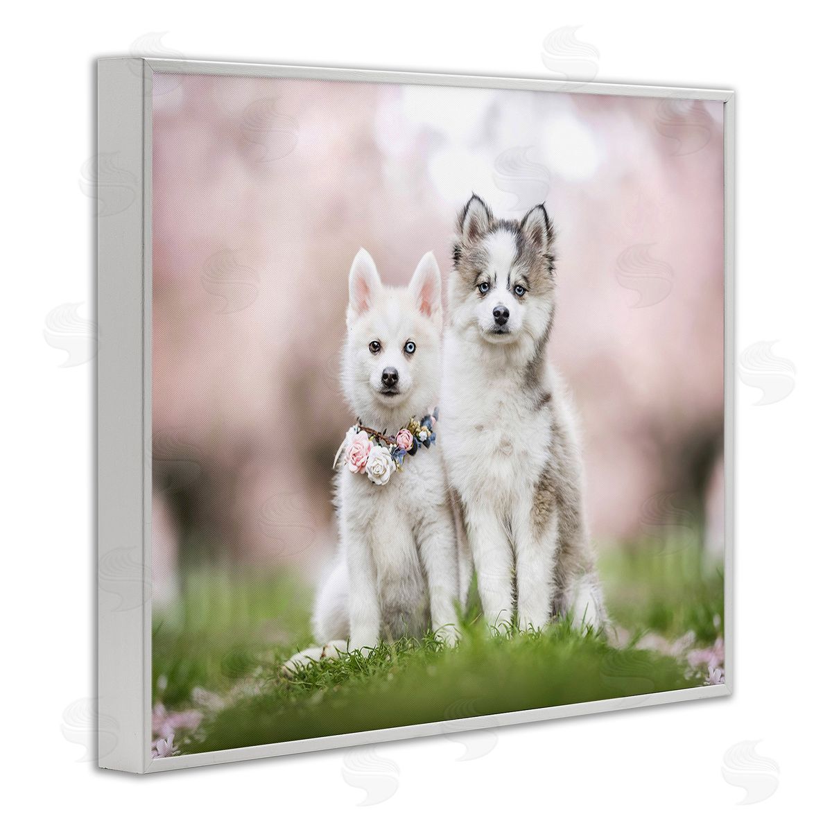 Natalie Grosse Husky Puppies in Meadow