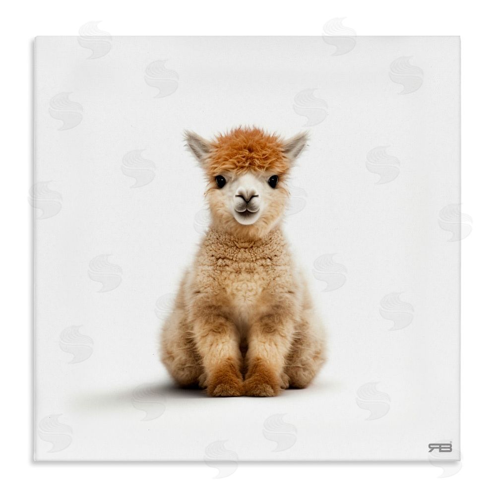 RB Baby Alpaca Portrait Stretched Canvas Wall Art Print