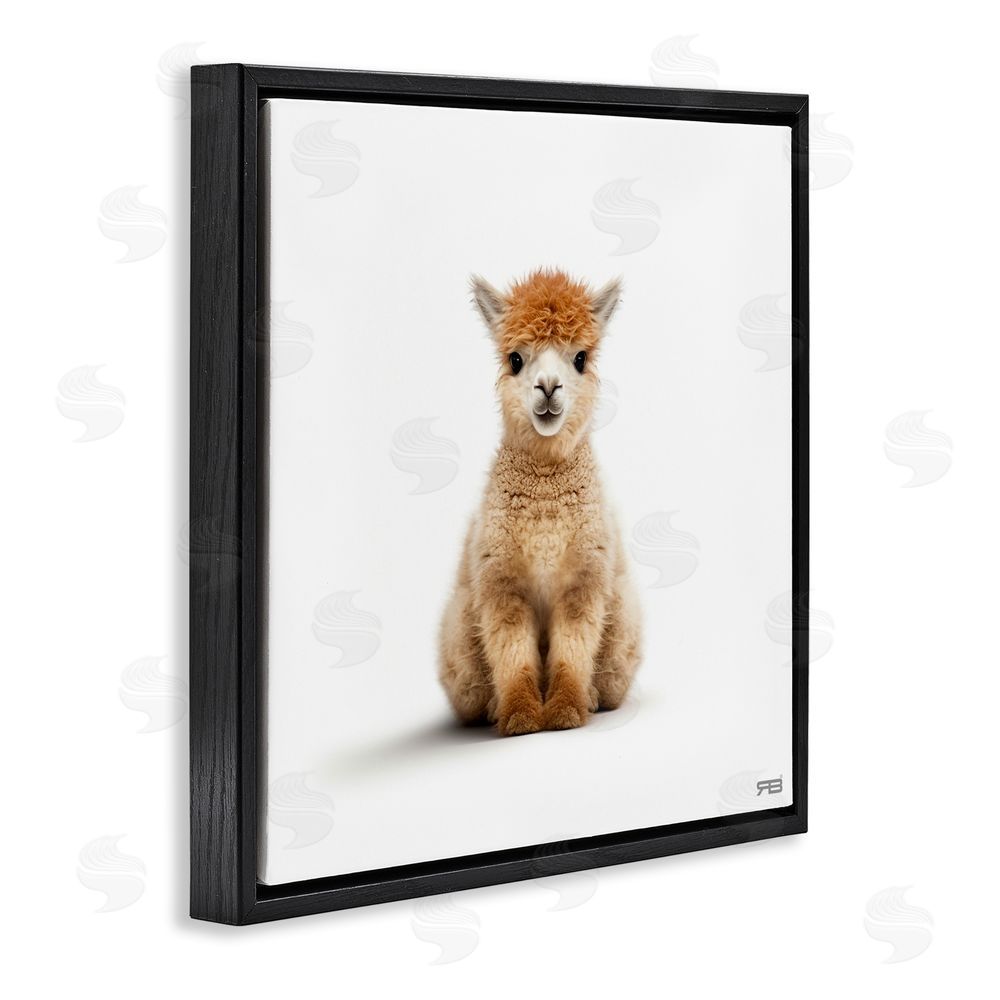 RB Baby Alpaca Portrait Black Floating Frame Canvas Wall Art Print
