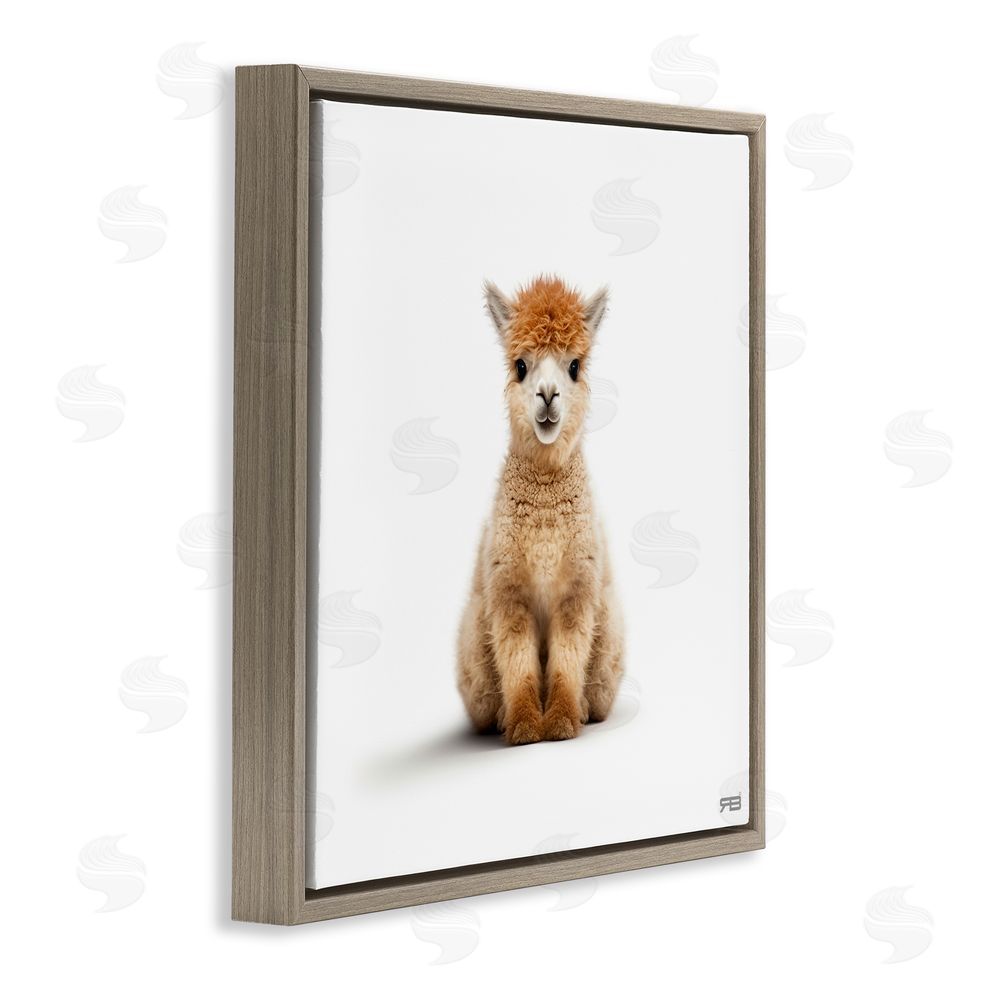 RB Baby Alpaca Portrait Brown Floating Frame Canvas Wall Art Print