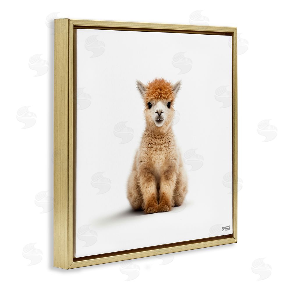 RB Baby Alpaca Portrait Gold Floating Frame Canvas Wall Art Print