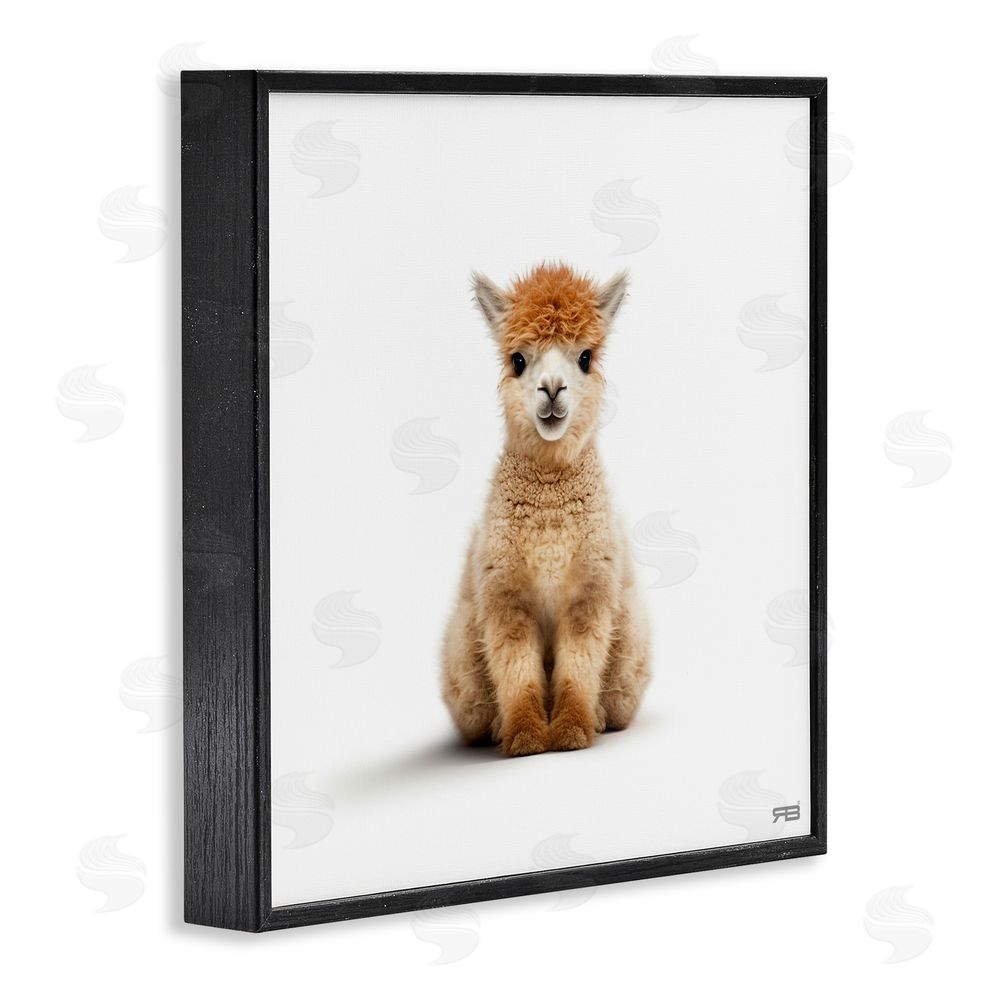 RB Baby Alpaca Portrait Black Framed Glicee Wall Art Print