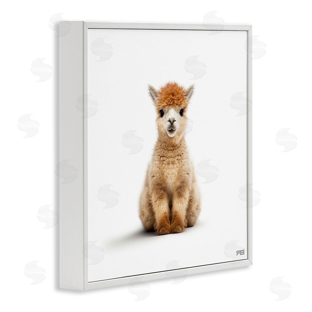 RB Baby Alpaca Portrait White Framed Glicee Wall Art Print