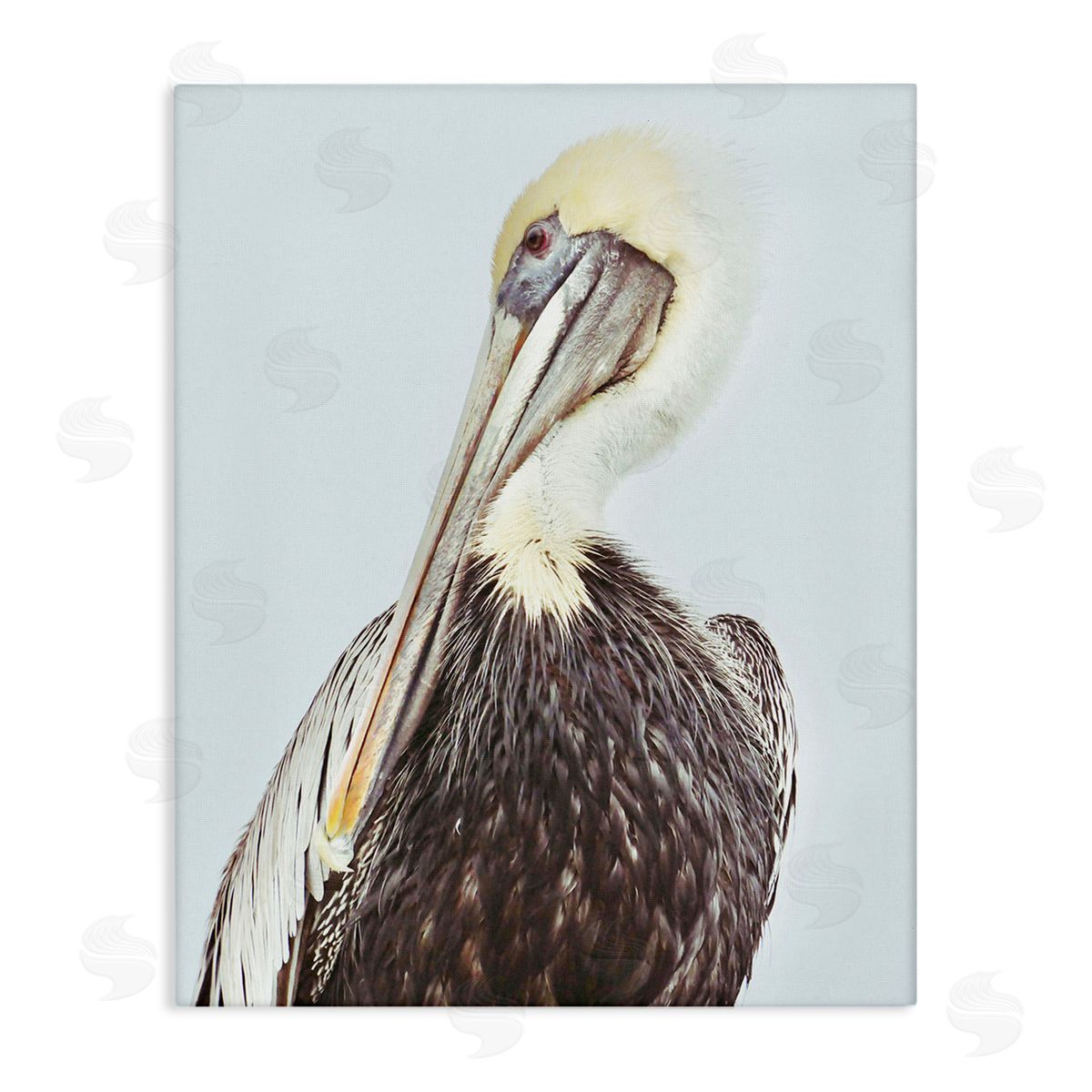 Gail Peck Preening Pelican Photography