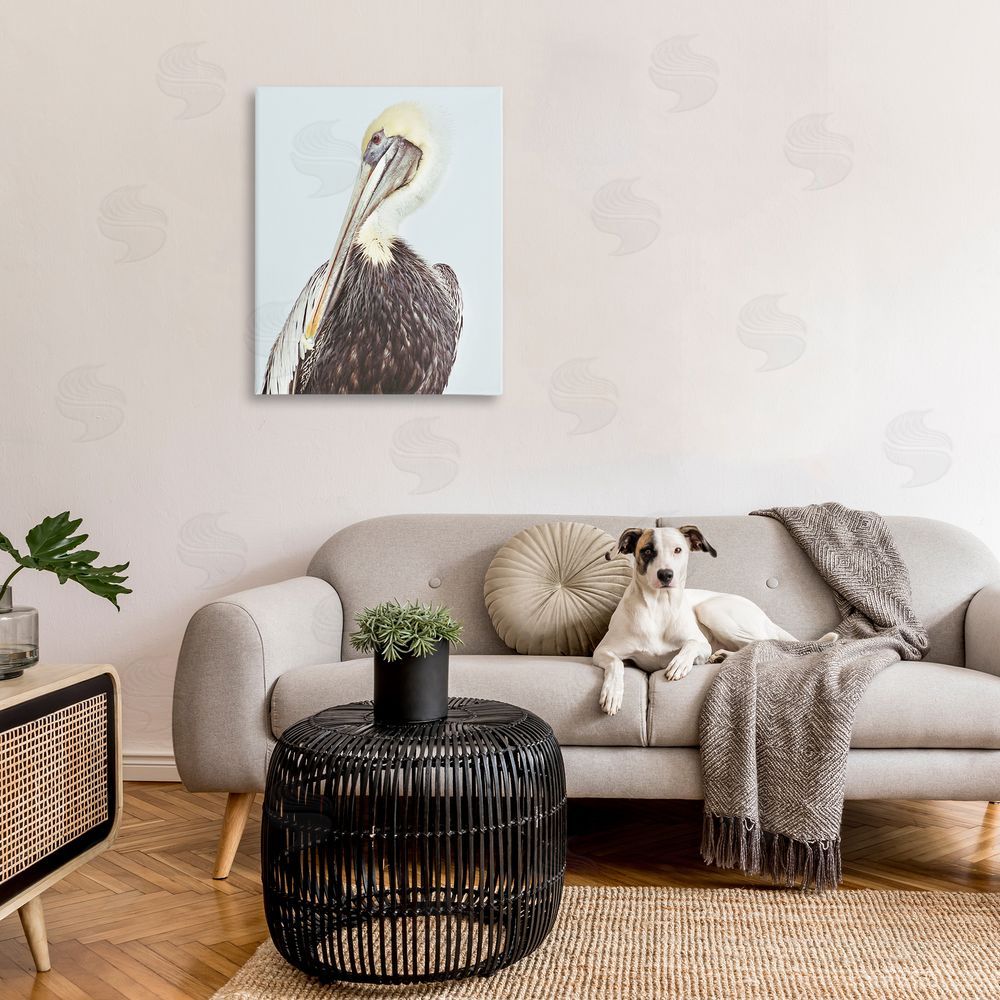 Gail Peck Preening Pelican Photography
