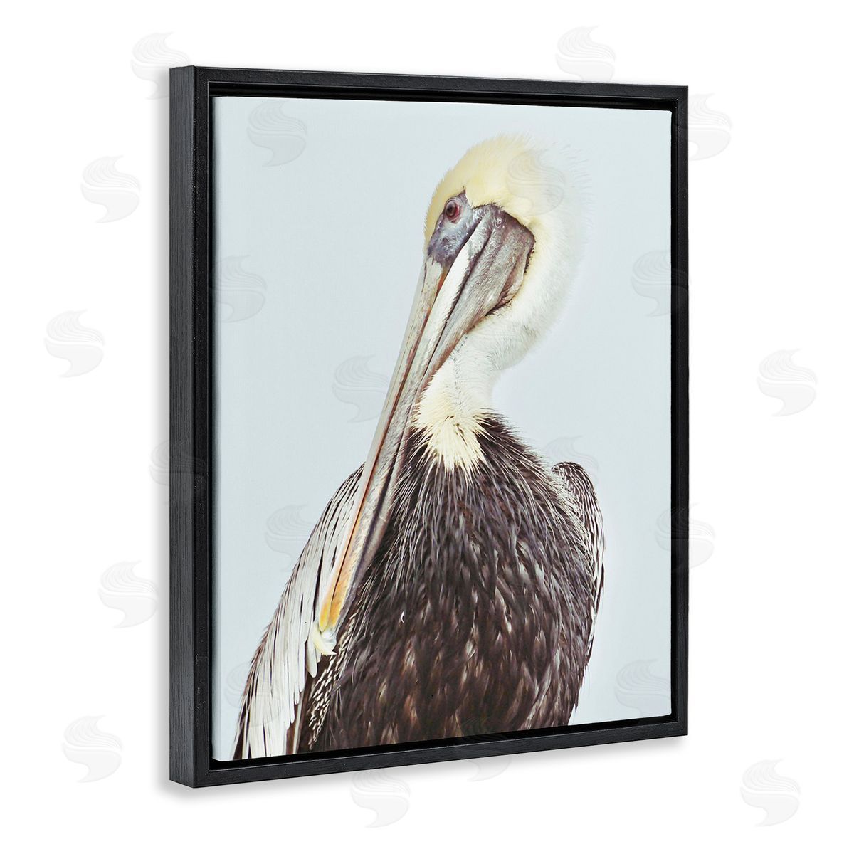 Gail Peck Preening Pelican Photography