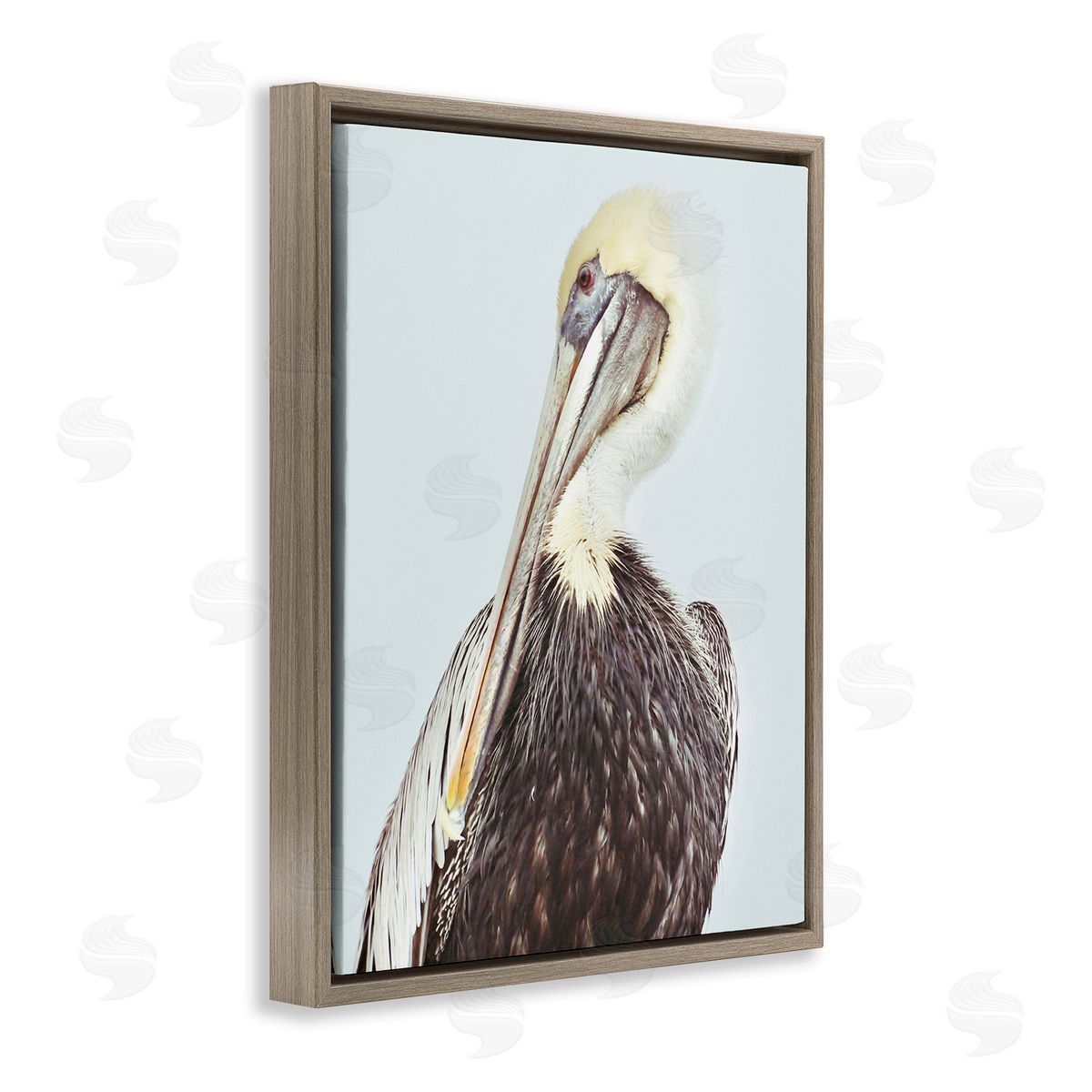 Gail Peck Preening Pelican Photography
