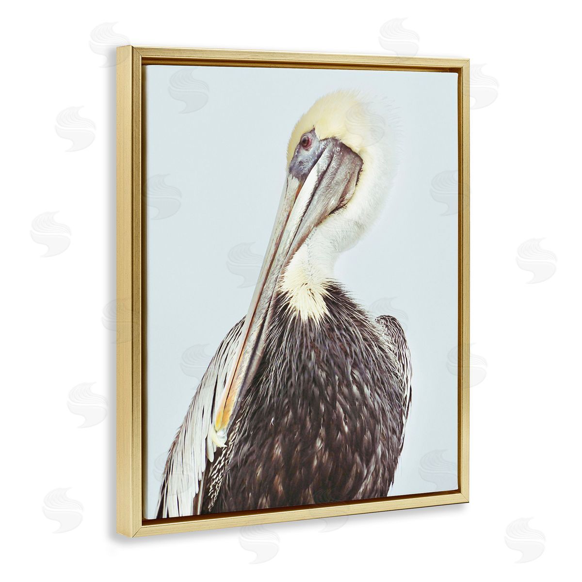 Gail Peck Preening Pelican Photography