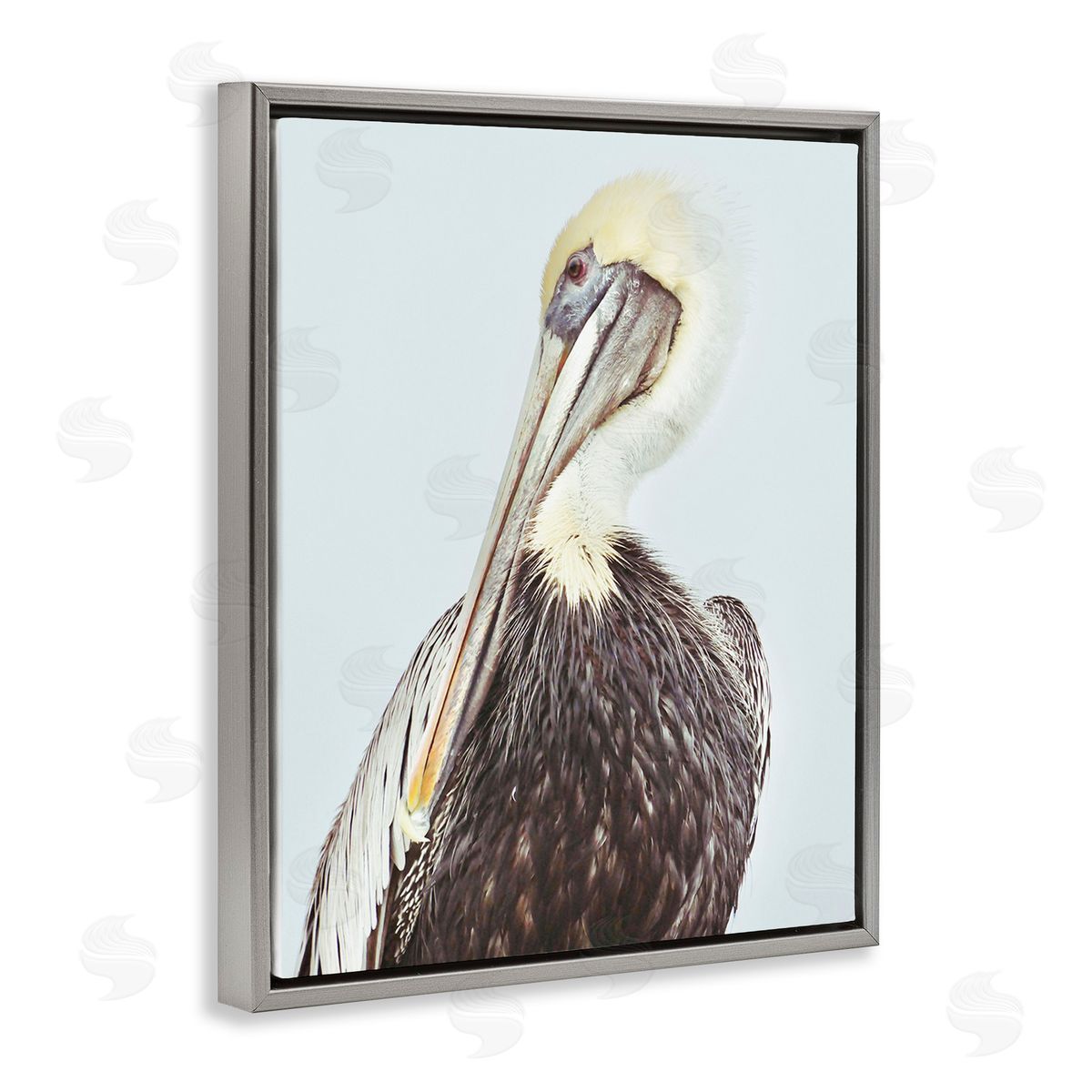 Gail Peck Preening Pelican Photography