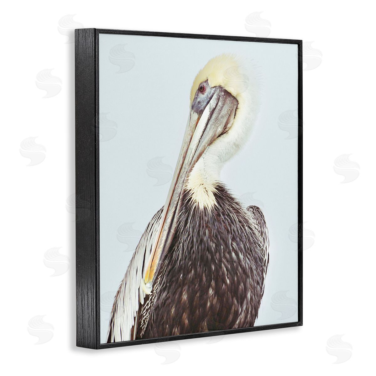 Gail Peck Preening Pelican Photography