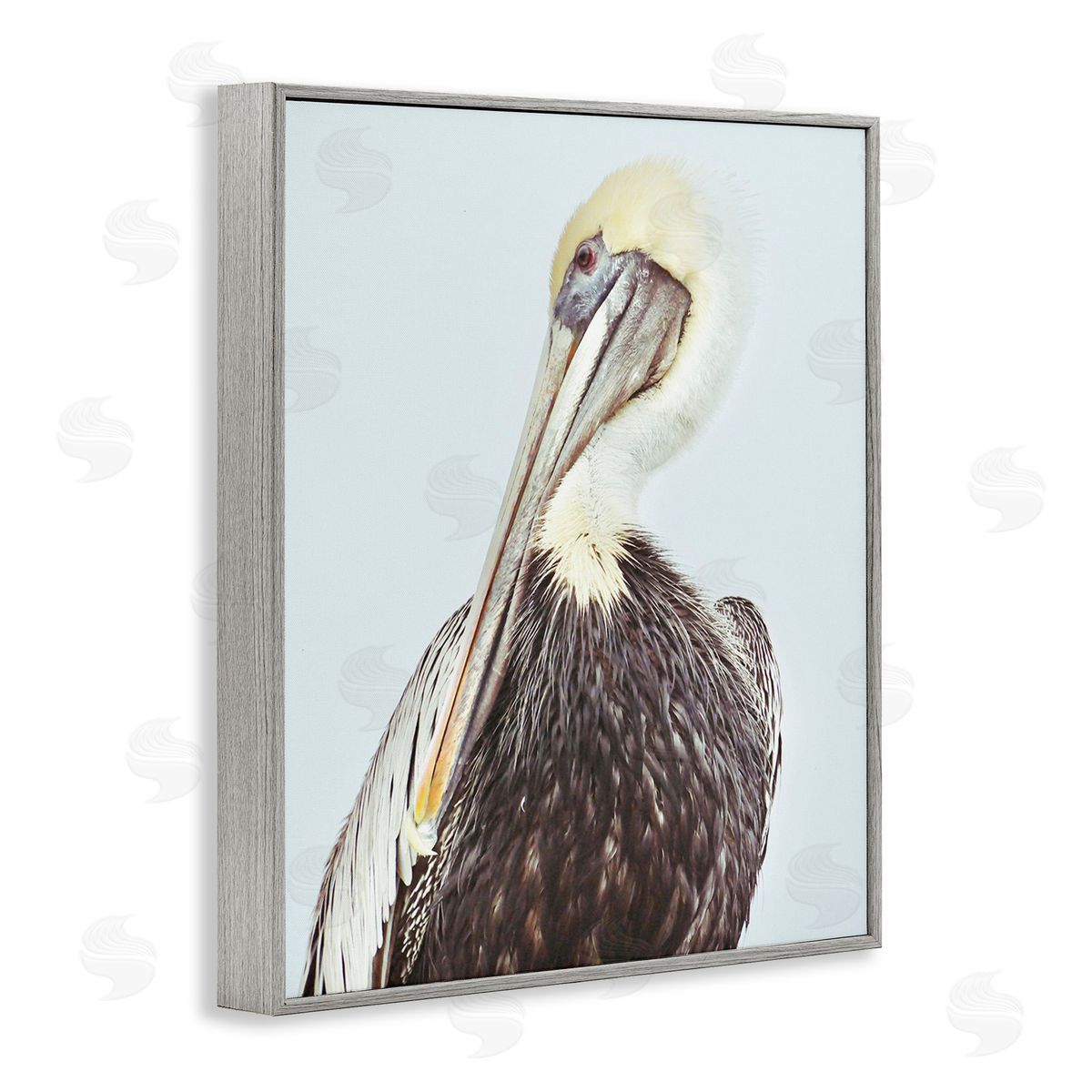 Gail Peck Preening Pelican Photography