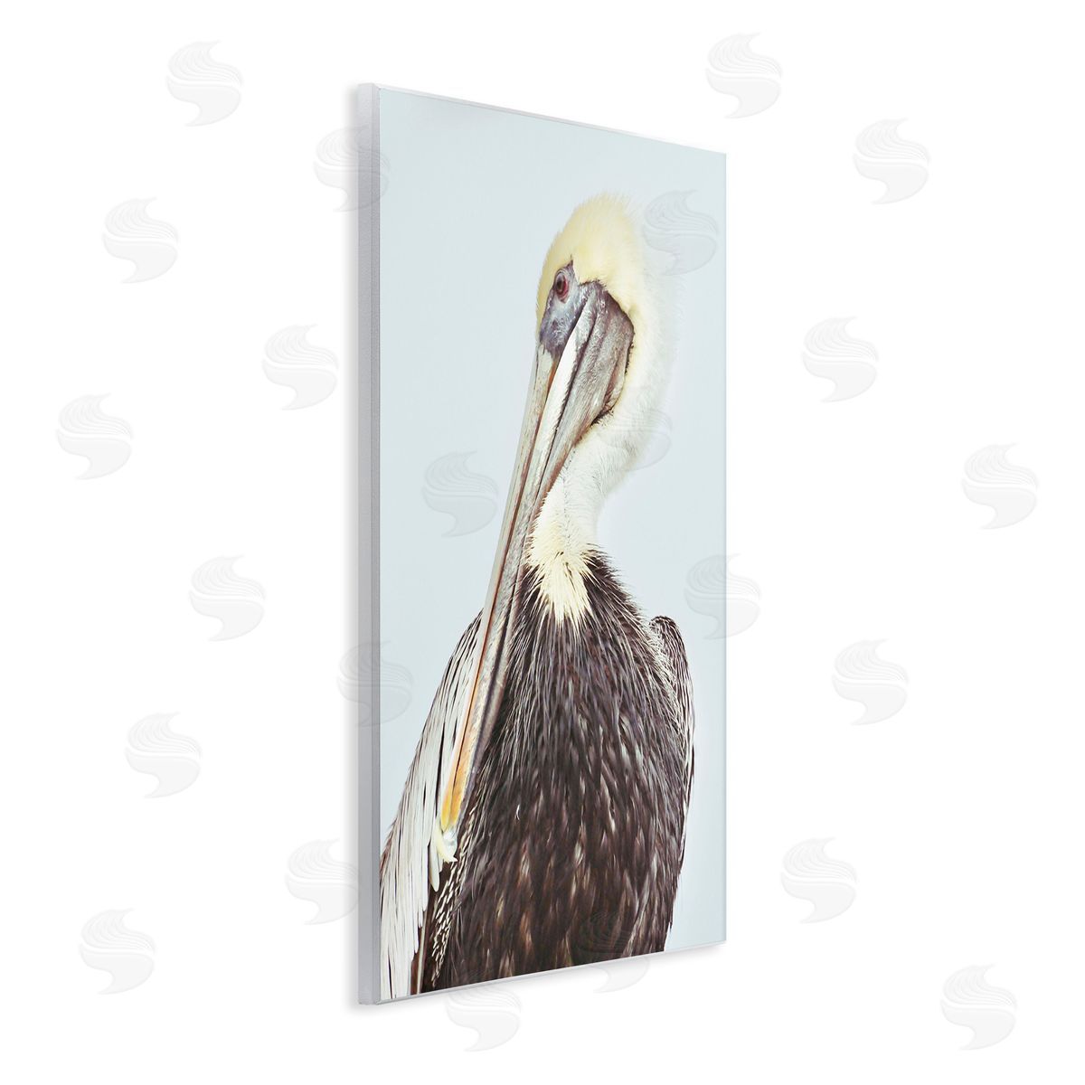 Gail Peck Preening Pelican Photography
