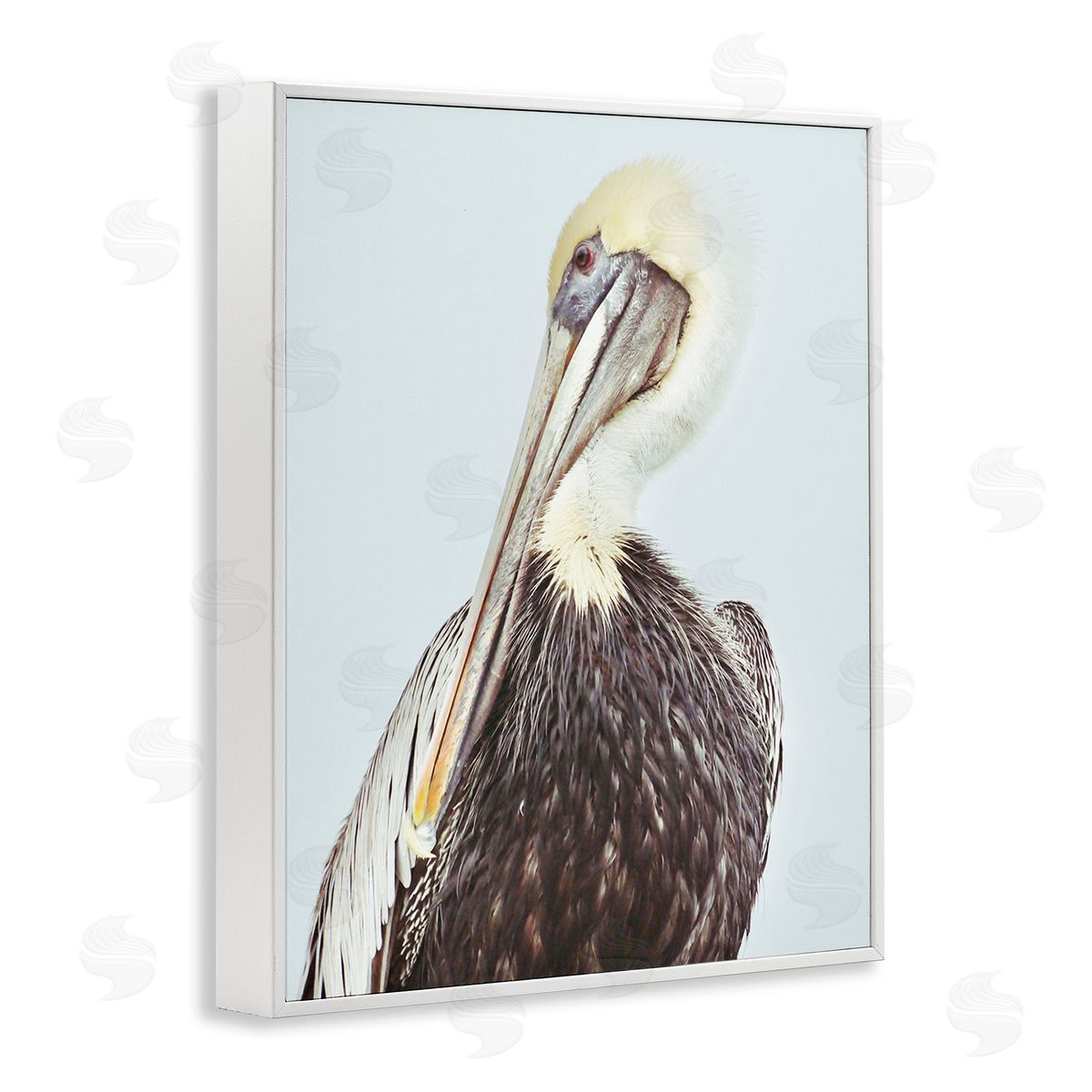 Gail Peck Preening Pelican Photography