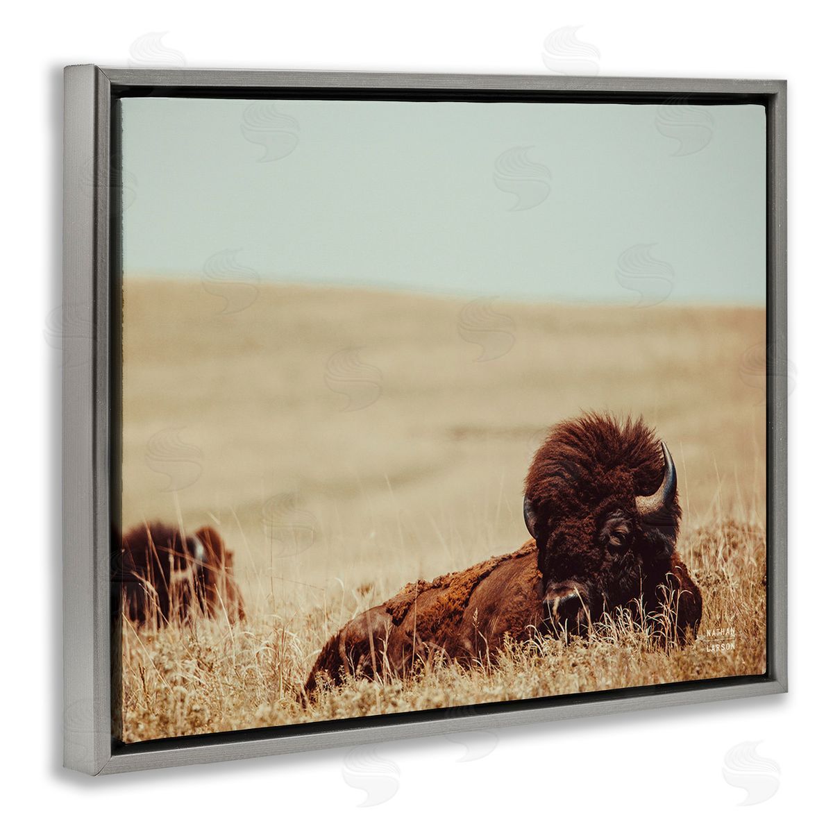 Nathan Larson Bison Relaxing in Field Gray Floating Frame Canvas Wall Art Print