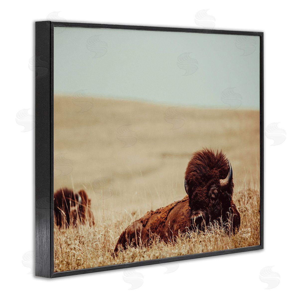 Nathan Larson Bison Relaxing in Field Black Framed Giclee Wall Art Print