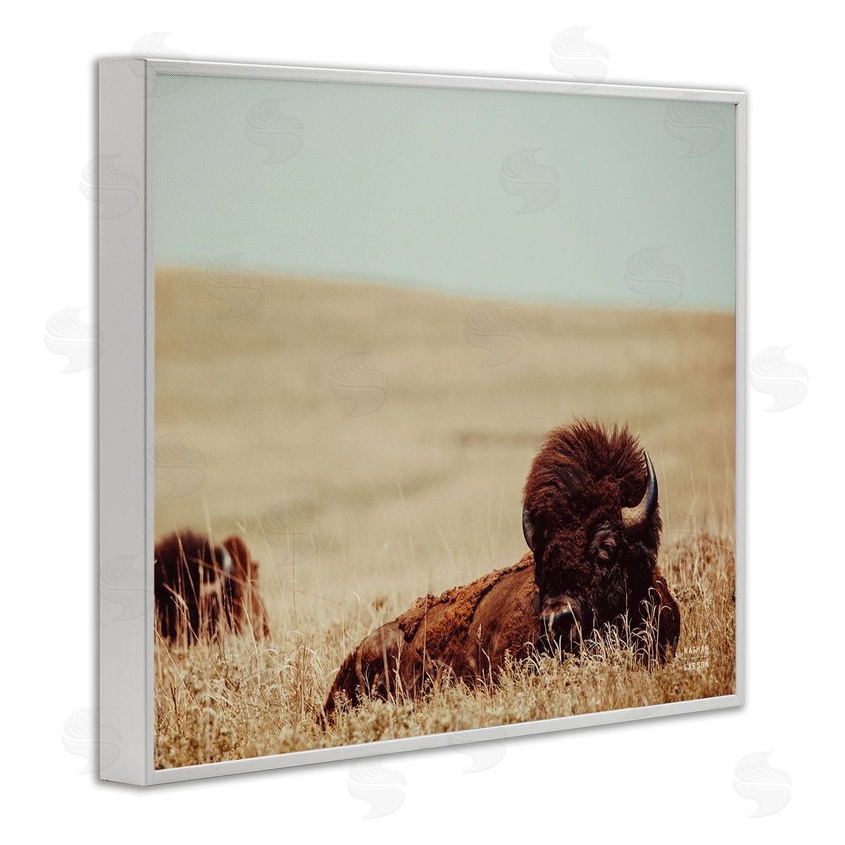 Nathan Larson Bison Relaxing in Field White Framed Giclee Wall Art Print