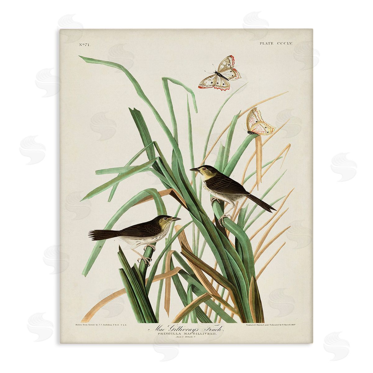 John James Audubon Traditional Nature Study Canvas Wall Art Print