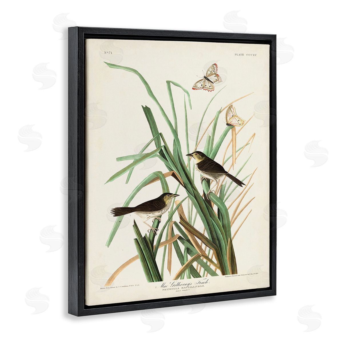 John James Audubon Traditional Nature Study Black Floating Frame Canvas Wall Art Print