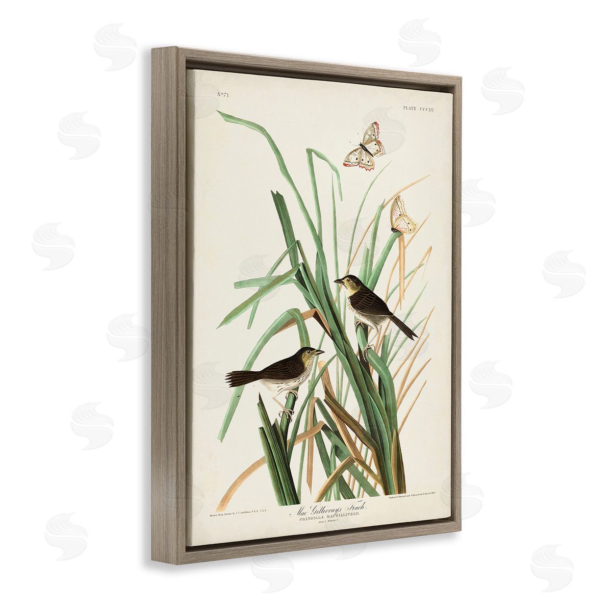 John James Audubon Traditional Nature Study Brown Floating Frame Canvas Wall Art Print
