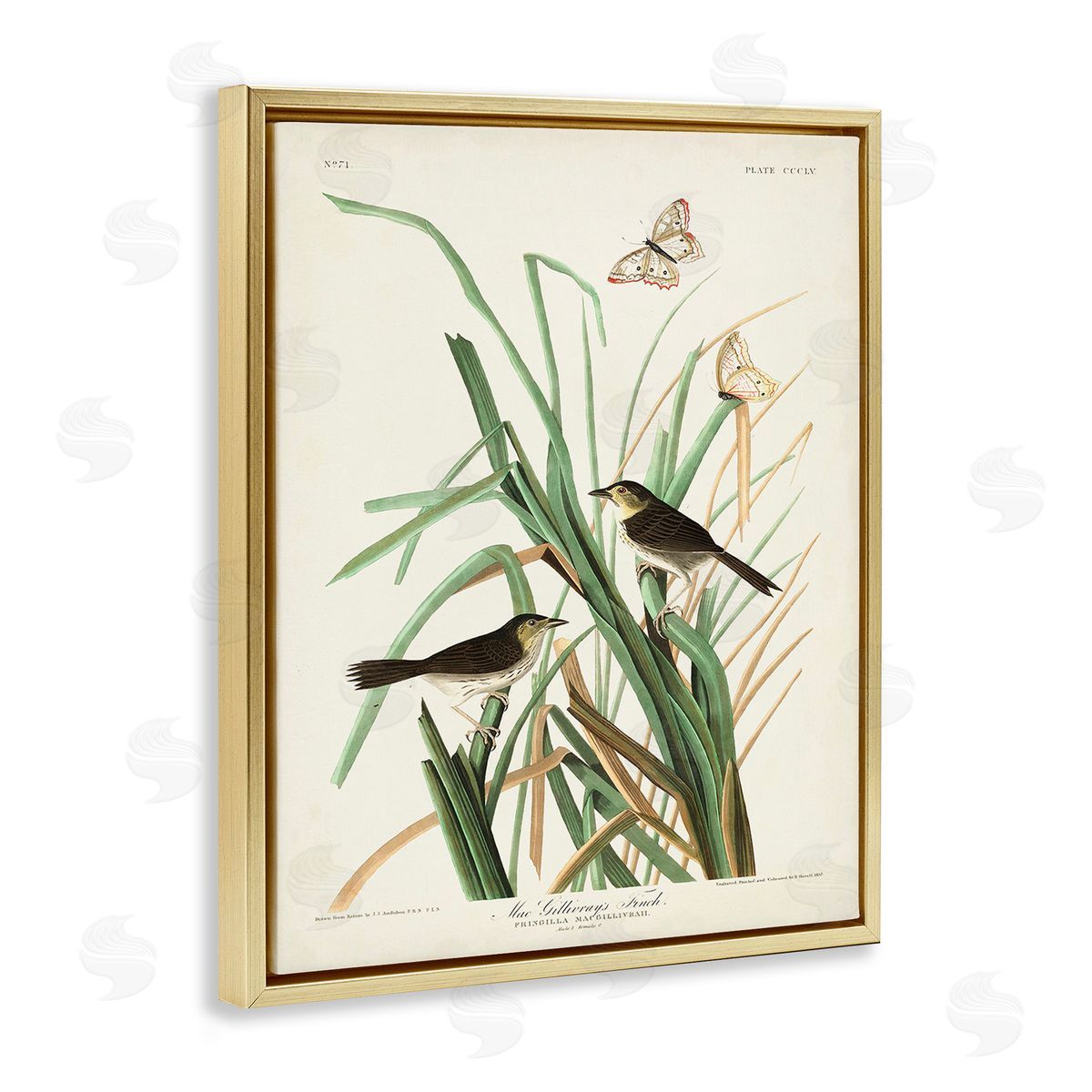 John James Audubon Traditional Nature Study Gold Floating Frame Canvas Wall Art Print