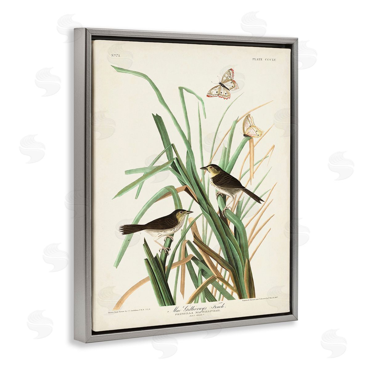 John James Audubon Traditional Nature Study Gray Floating Frame Canvas Wall Art Print