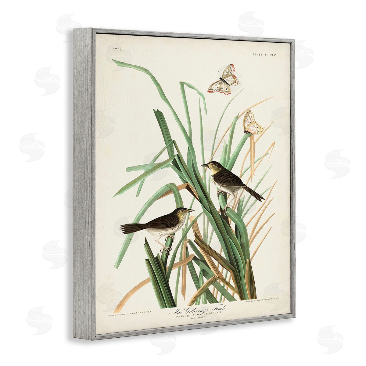 John James Audubon Traditional Nature Study Gray Framed Giclee Wall Art Print