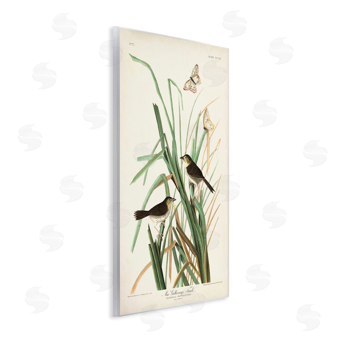 John James Audubon Traditional Nature Study Wooden Wall Plaque Art Print