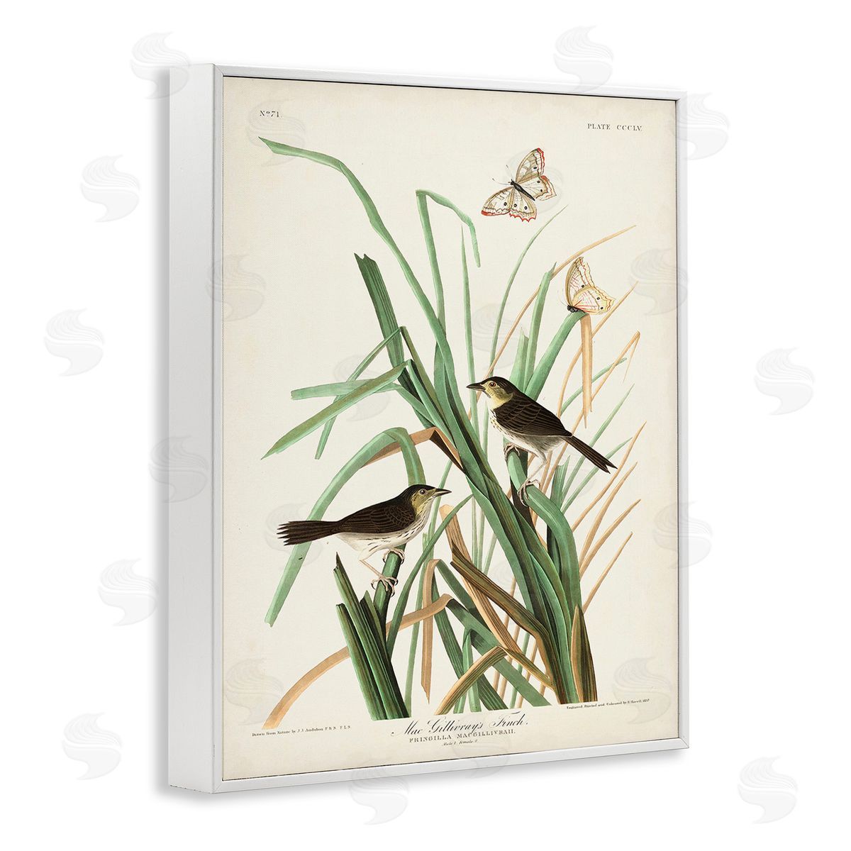 John James Audubon Traditional Nature Study White Framed Giclee Wall Art Print