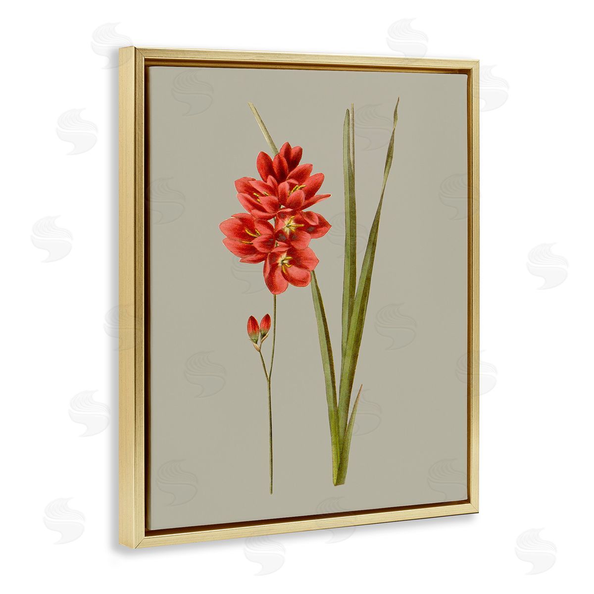 Vision Studio Red Traditional Botanical Gold Floating Frame Canvas Wall Art Print