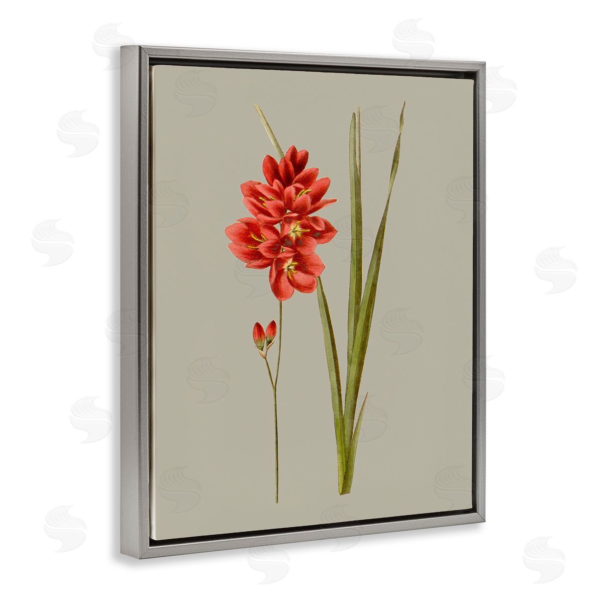 Vision Studio Red Traditional Botanical Gray Floating Frame Canvas Wall Art Print