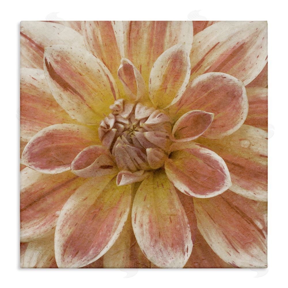Alonzo Saunders Blooming Petals Close Up Stretched Canvas Wall Art Print