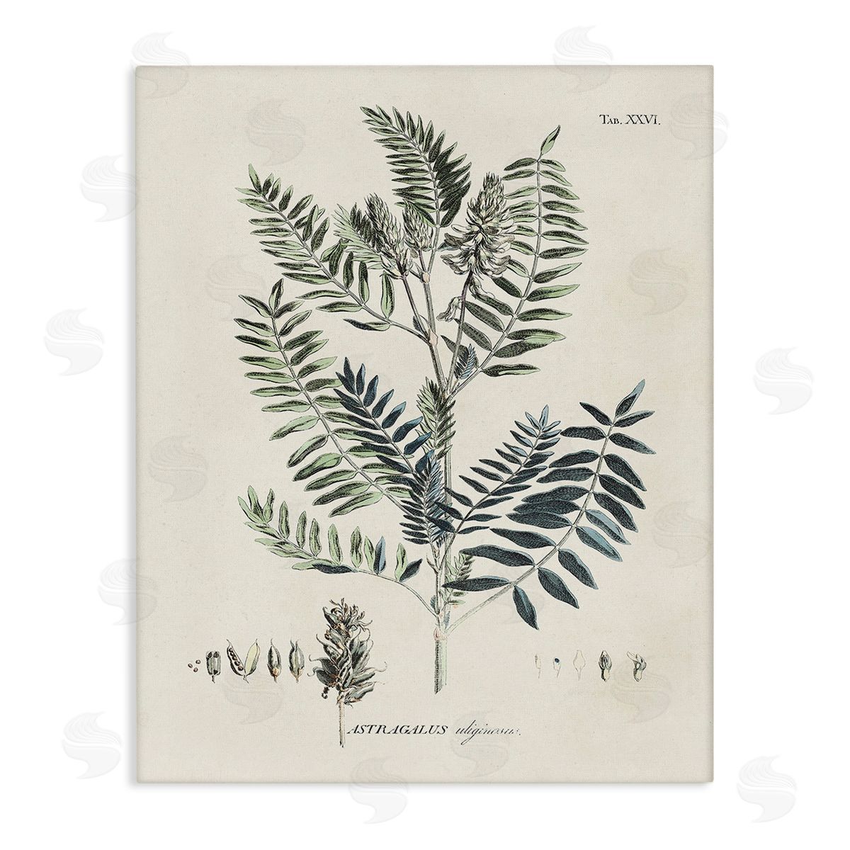 Martini Vintage Leaf Diagram Canvas Wall Art Print