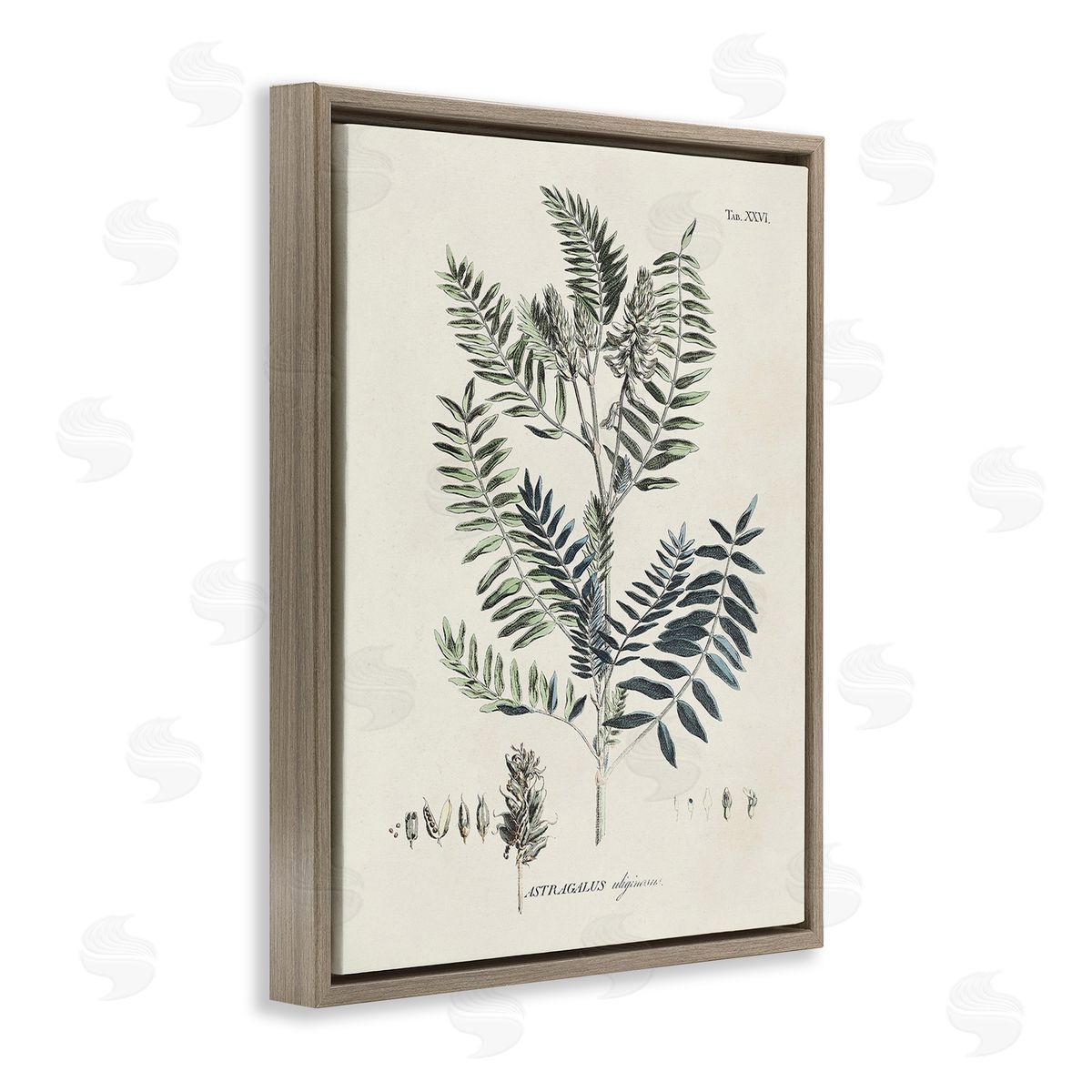 Martini Vintage Leaf Diagram Brown Floating Frame Canvas Wall Art Print