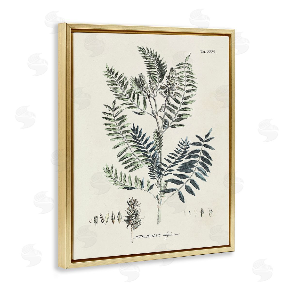 Martini Vintage Leaf Diagram Gold Floating Frame Canvas Wall Art Print