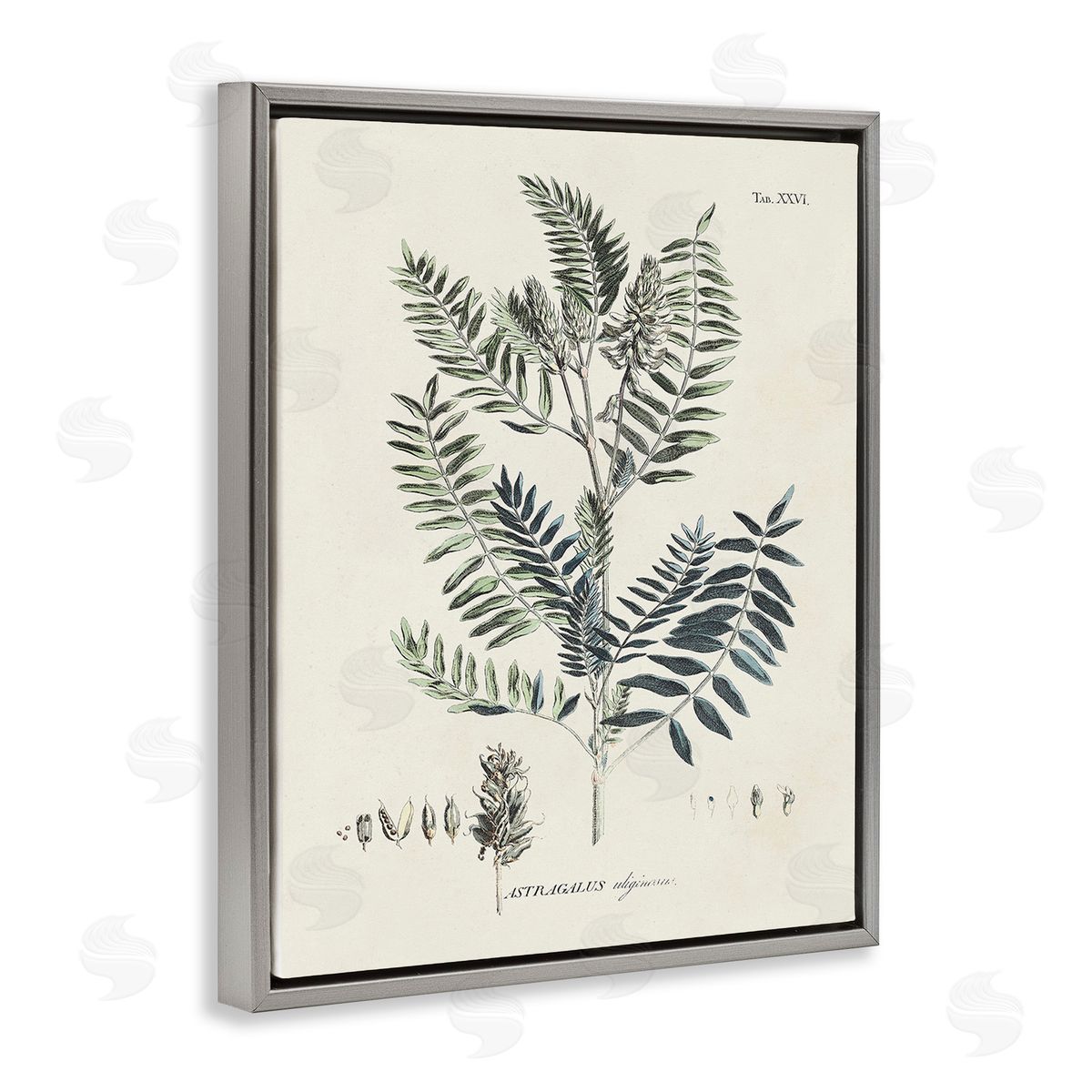 Martini Vintage Leaf Diagram Gray Floating Frame Canvas Wall Art Print