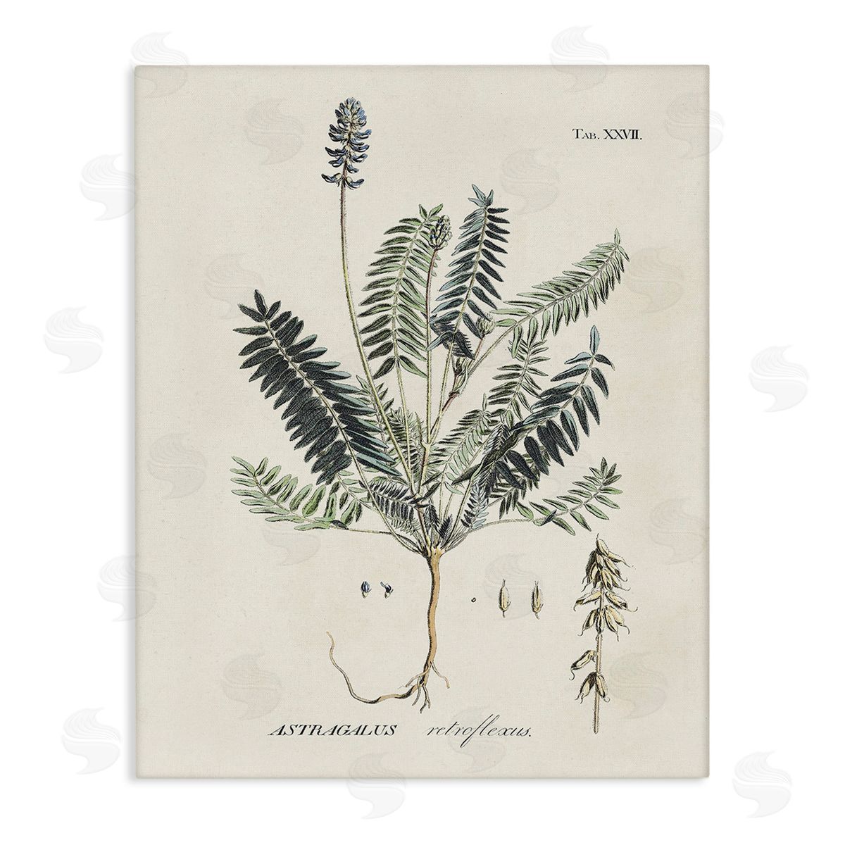 Martini Vintage Nature Diagram Canvas Wall Art Print