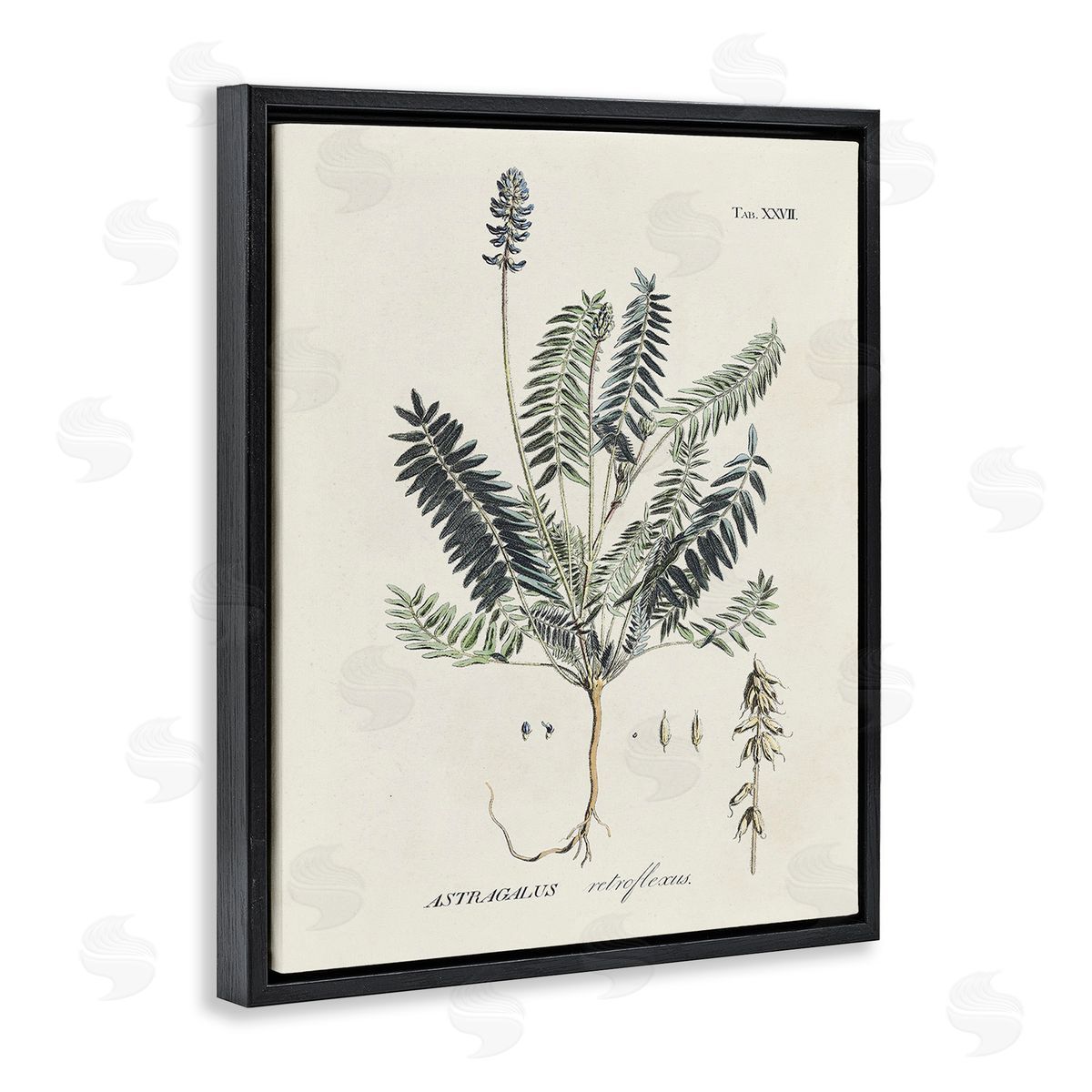 Martini Vintage Nature Diagram Black Floating Frame Canvas Wall Art Print