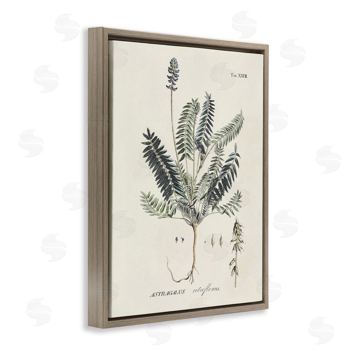 Martini Vintage Nature Diagram Brown Floating Frame Canvas Wall Art Print