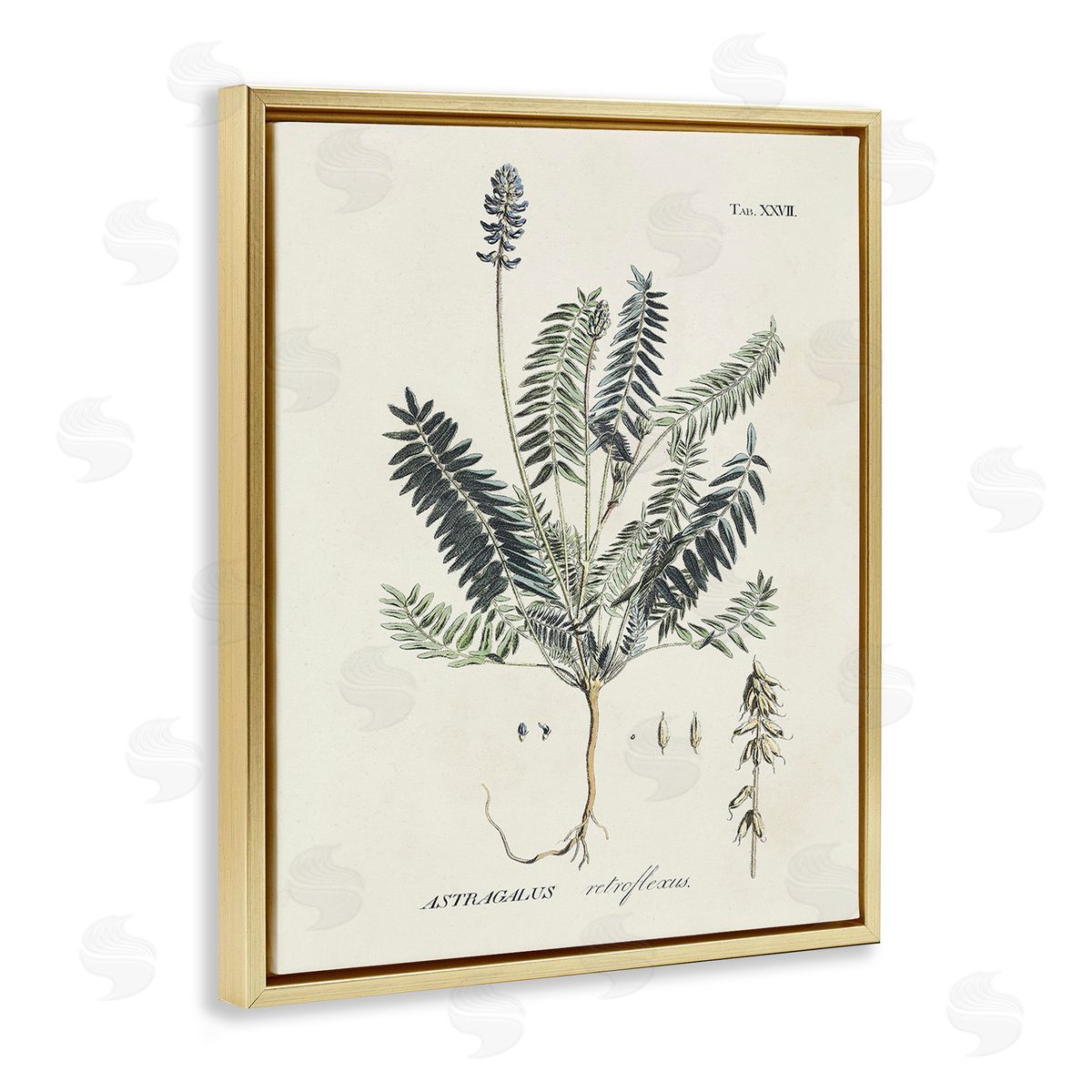 Martini Vintage Nature Diagram Gold Floating Frame Canvas Wall Art Print