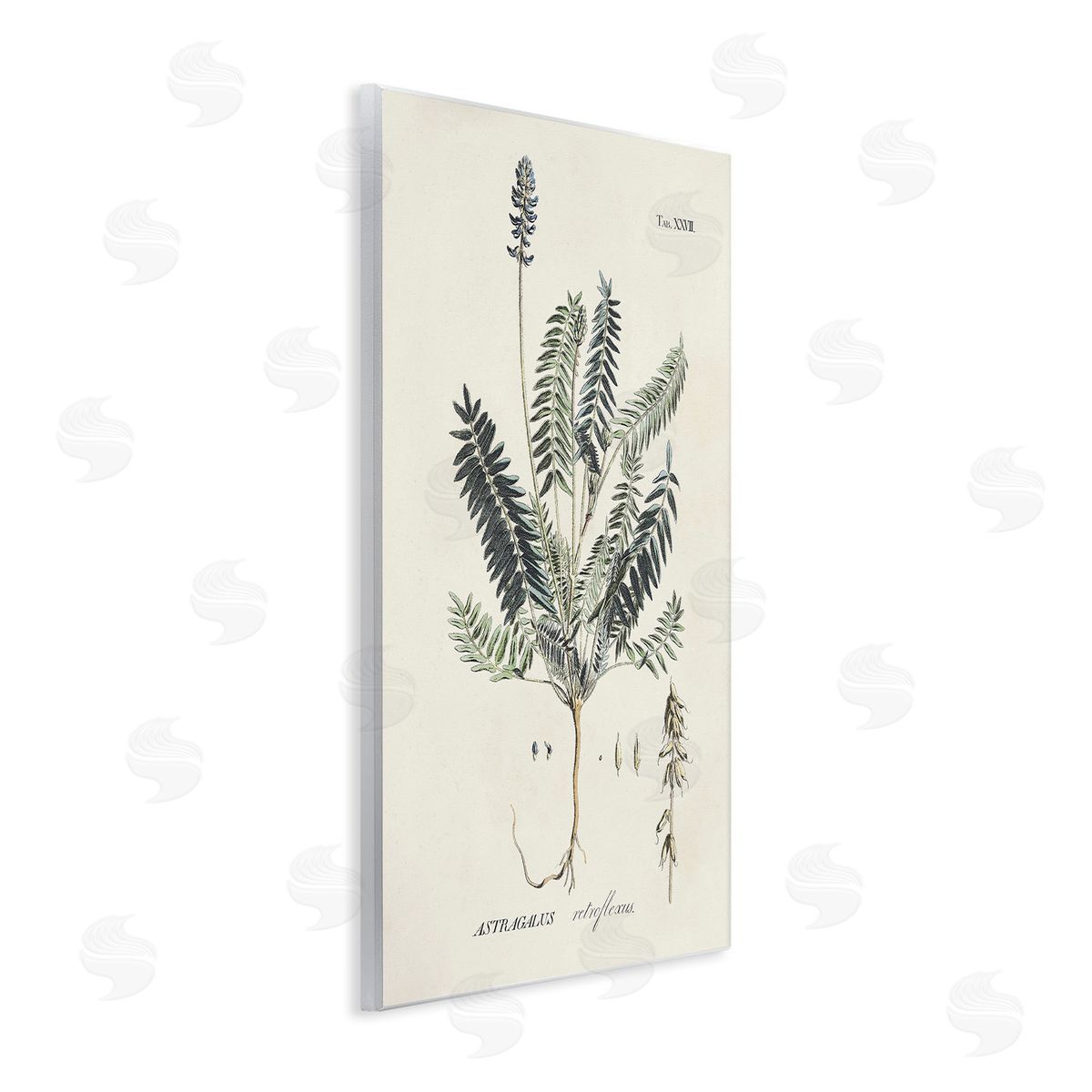 Martini Vintage Nature Diagram Wooden Wall Plaque Art Print