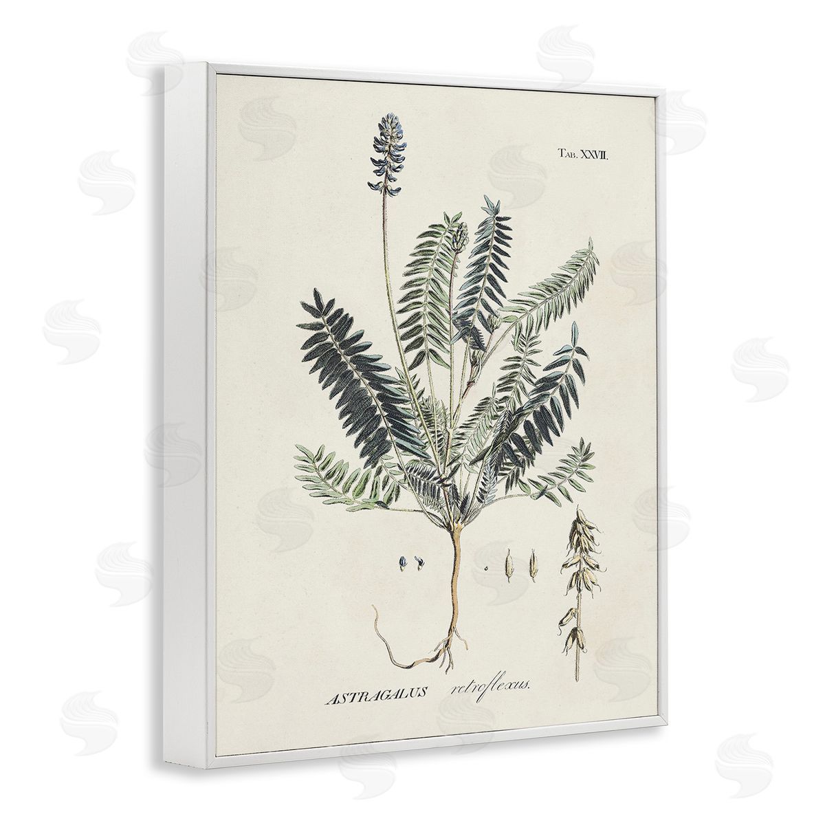 Martini Vintage Nature Diagram White Framed Giclee Wall Art Print