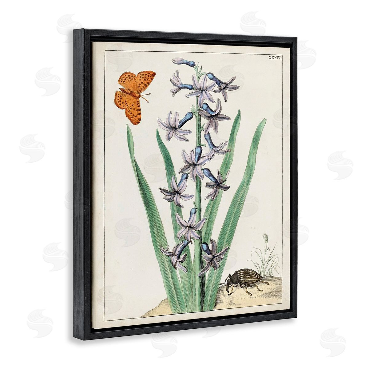 World Art Group Vintage Plant & Beetle Black Floating Frame Canvas Wall Art Print