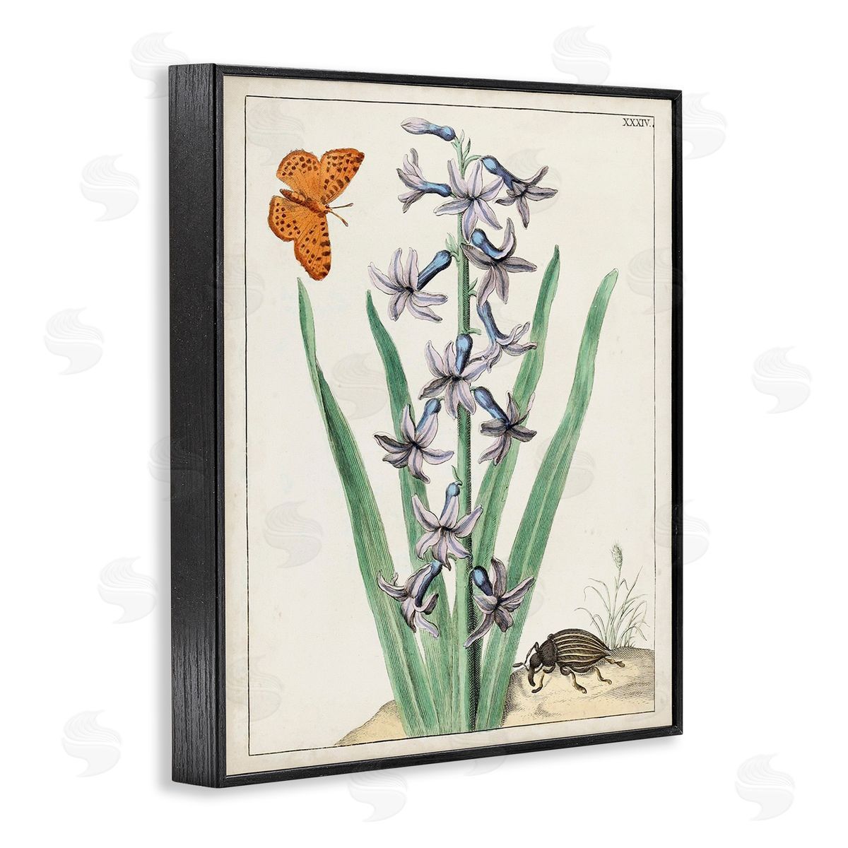 World Art Group Vintage Plant & Beetle Black Framed Giclee Wall Art Print
