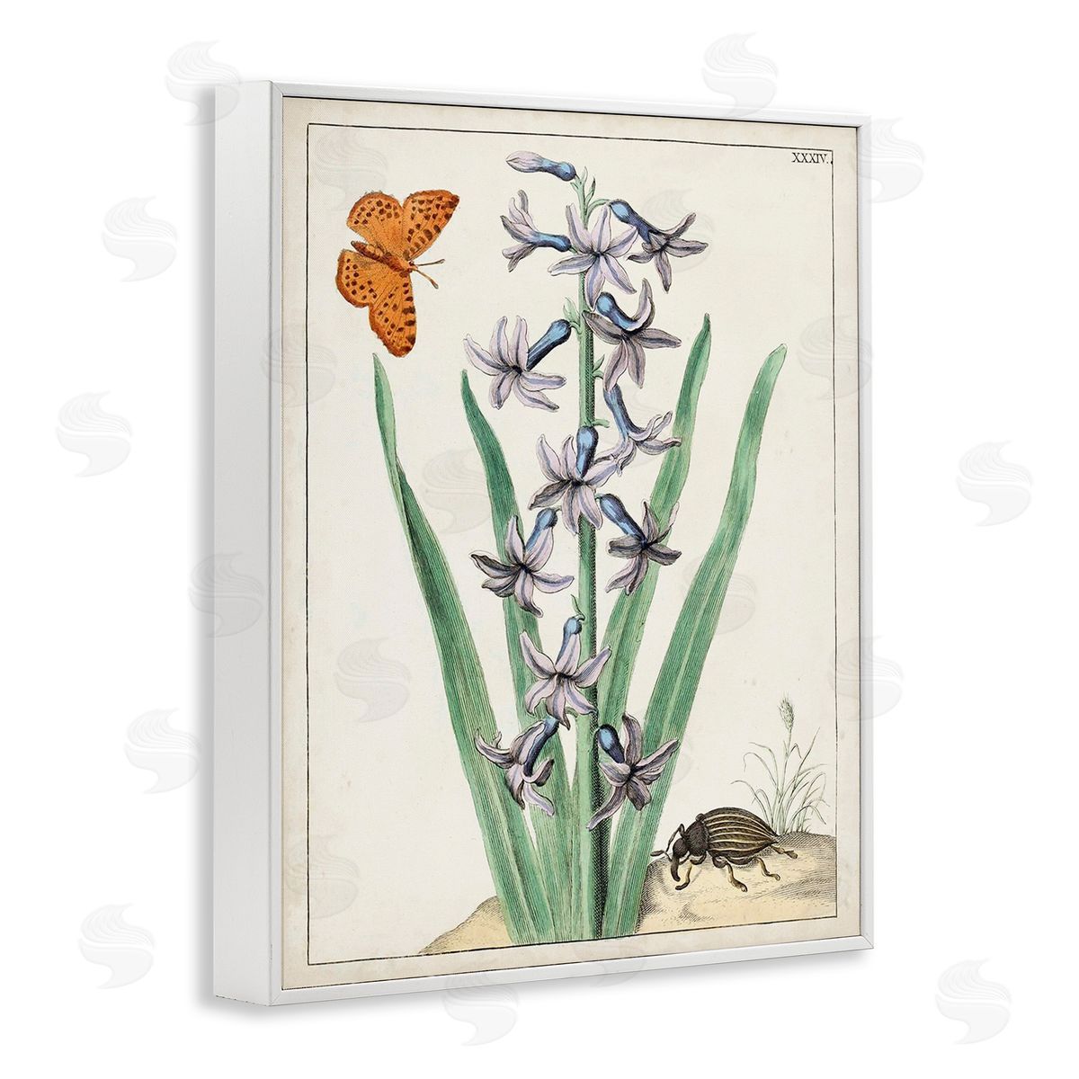 World Art Group Vintage Plant & Beetle White Framed Giclee Wall Art Print