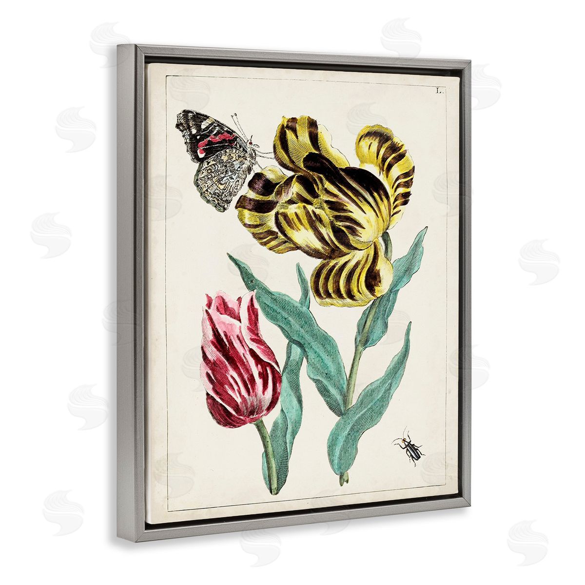 World Art Group Vintage Nature & Bugs Gray Floating Frame Canvas Wall Art Print