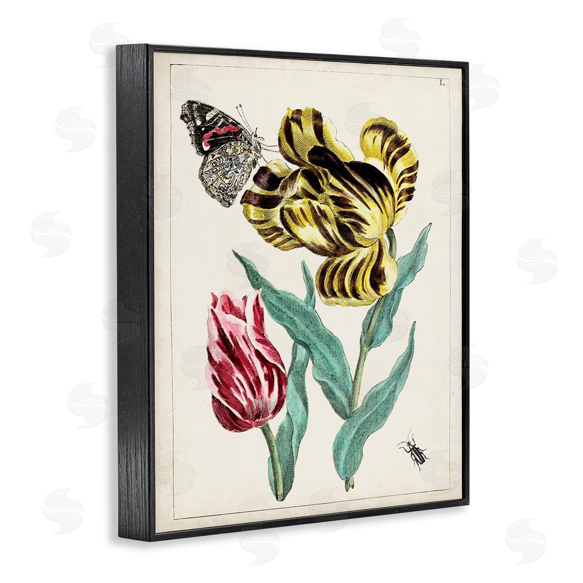 World Art Group Vintage Nature & Bugs Black Framed Giclee Wall Art Print