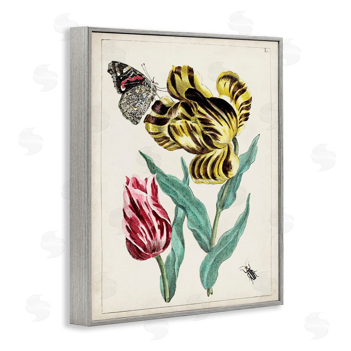 World Art Group Vintage Nature & Bugs Gray Framed Giclee Wall Art Print