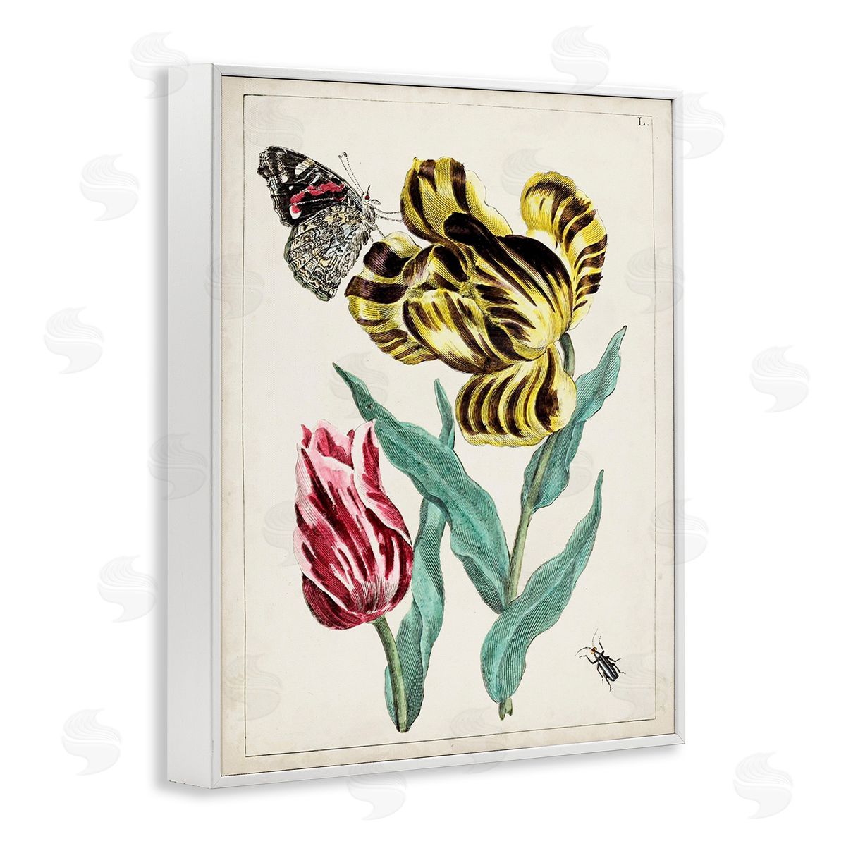 World Art Group Vintage Nature & Bugs White Framed Giclee Wall Art Print